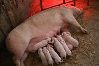 Auf der Farm - Schweine-Milchbar