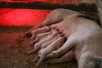 Auf der Farm - Schweine-Milchbar