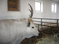 Am der Farm - Graurind