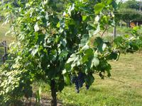 Auf dem Weingut