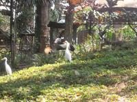 im Taman-Vogelpark bei Jakarta
