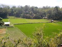 Reisfelder in Lemo 