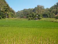 im Reisfeld bei Lemo