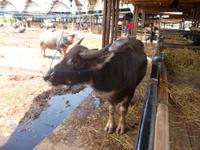 Wasserbüffel - Stolz der Toraja