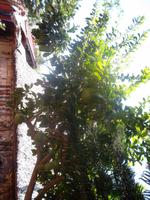 Hier wachsen Pomelos ... 