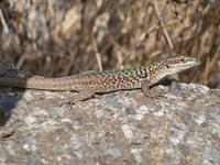 Eidechse in der Sonne