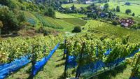 Die Pillnitzer Weinberge