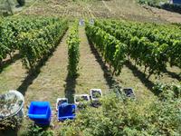 Weinlese in den Pillnitzer Weinbergen