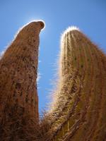 Kakteen zum Anfassen