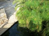 Syrakus, Fonte Aretusa