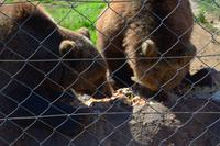 0055 Braunbären in Korenica