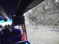 Serengetipark II
