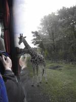 Serengetipark III
