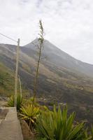 Agave vor dem Pico de Fogo