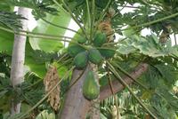 Papaya-Baum