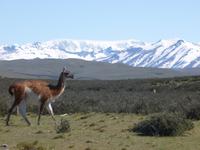 Guanaco im Nationalpark