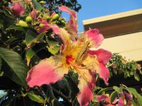 Kapokblüte mit Grashüpfer