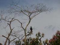 Bussard