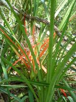 Liliengewächs im Pantanal