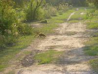 Waschbär