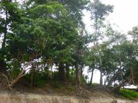 Im Amazonas-Gebiet