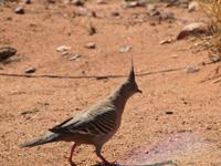 Spaziergang am Uluru