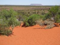 rote Sanddüne am Ayers Rock