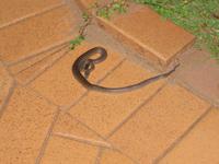 eine Phyton in der Gagadju Lodge im Kakadu Nationalpark