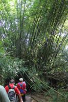 auf gehts zur Dschungelwanderung!