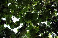 Dschungelwanderung im Taman Negara