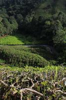 mit dem Schulbus in die Teeplantagen!