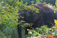 Borneo-Elefant