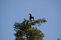 Rhinozeros-Nashornvogel