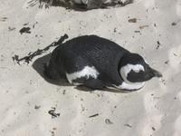 Boulder Beach