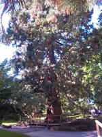 Blumeninsel Mainau am Bodensee