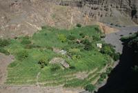 Zuckerrohr und Obstplantage im Tal