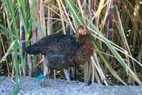 Ein angebundenes Huhn