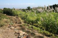 BewÃ€sserungsbau in der Kooperative Lagedos