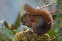 Eichhörnchen