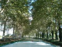 Fahrt auf dem platanengesäumten Canal du Midi