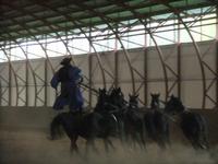 Reitvorführungen in der Puszta