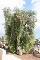 0053 Pfefferbaum