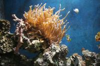 0258 im Aquarium in Aqaba