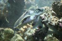 0259 im Aquarium in Aqaba