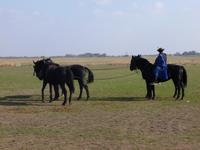 Vorführung in der Puzta