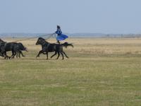 Vorführung in der Puzta