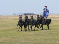 Vorführung in der Puzta