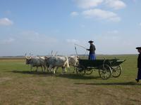 Vorführung in der Puzta