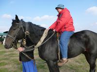 Vorführung in der Puzta