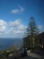 Typisch: Eine Araucaria